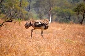 21 Days Safari in Uganda Tour