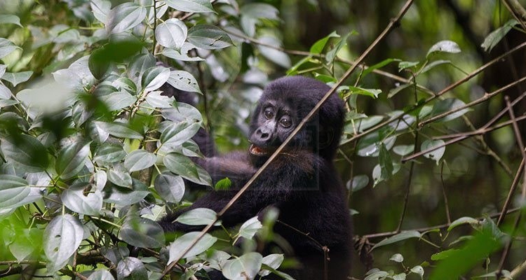 7 Days Primate Safari Uganda Gorilla trekking & Chimpanzee Tour