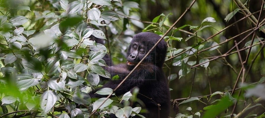 2 Day Gorilla Trekking Rwanda, Gorilla Trek Rwanda Safari Tour