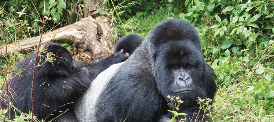 3 Day Gorilla Trekking Rwanda, 3 Days Rwanda Gorilla Safari, Rwanda Gorilla Tour