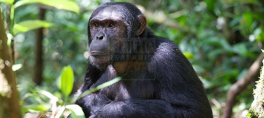 15 days Uganda Rwanda Gorilla Safari, Chimps trekking & Wildlife Highlight Tour