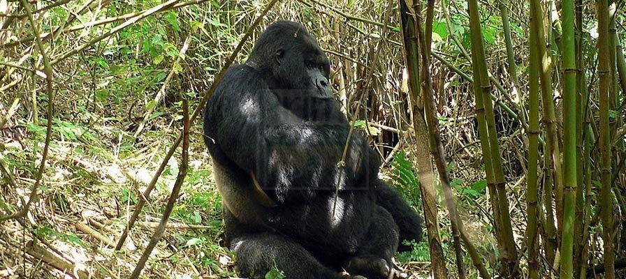 1 Day Gorilla Trek Rwanda, Gorilla Safari Rwanda Tour