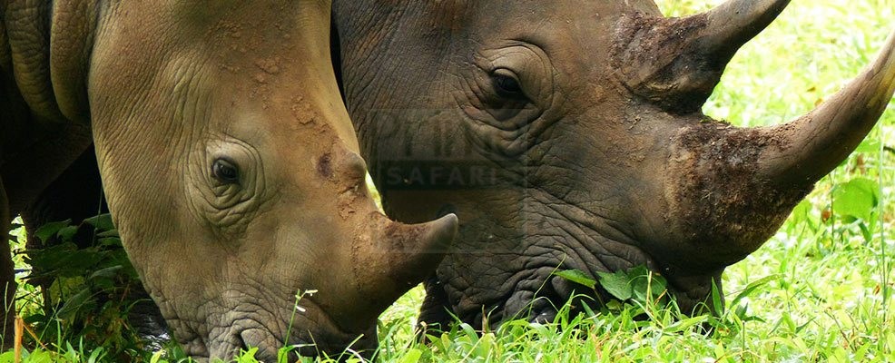 13 Days Uganda & Rwanda Safari