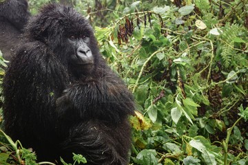 6 Days Rwanda Safari Vacation