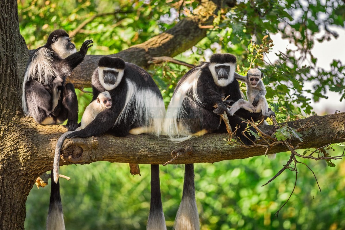 Animals in Nyungwe Forest National Park