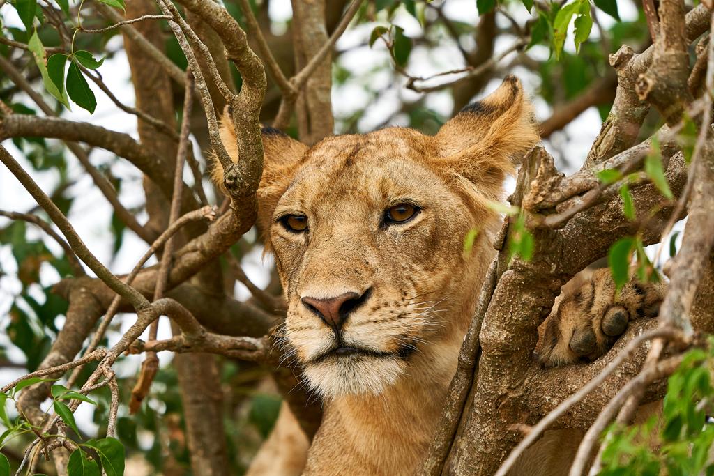 1Day Uganda wildlife safari Murchison Falls national park Uganda / 1