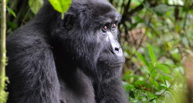 5 Days Rwanda Safari Tour