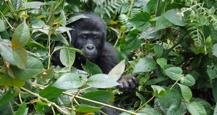 13 Days Uganda Rwanda Safari Tour
