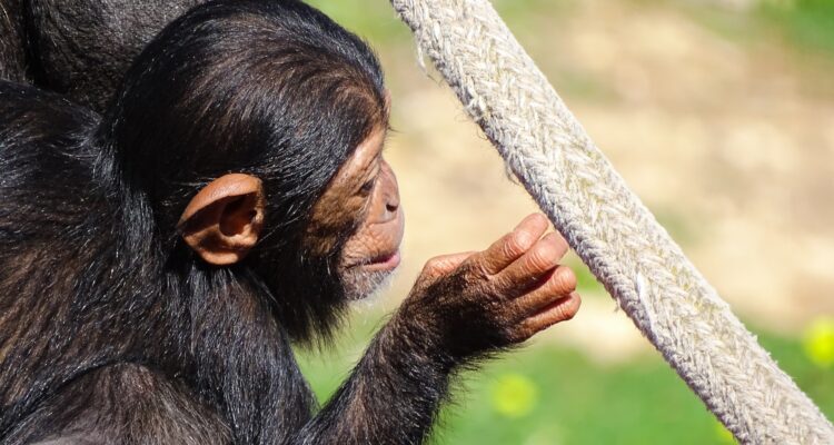 15 Days Uganda & Rwanda Safari Tour