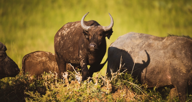 15 days Uganda Rwanda Gorilla Safari, Chimps trekking & Wildlife Highlight Tour