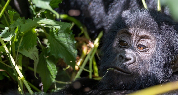 2 Days Rwanda Gorilla Trekking Safari Tour Volcanoes Park