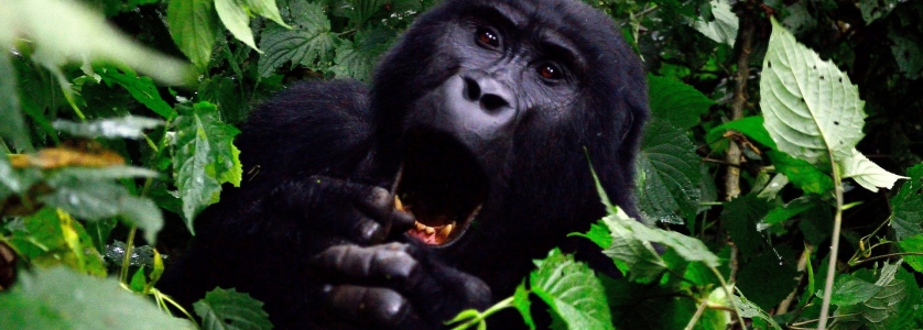 The Most Fascinating Facts About Endangered Mountain Gorillas