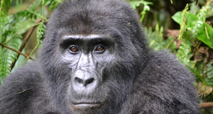 4 days Gorilla Trekking Tour Uganda Bwindi & Rwanda Volcanoes