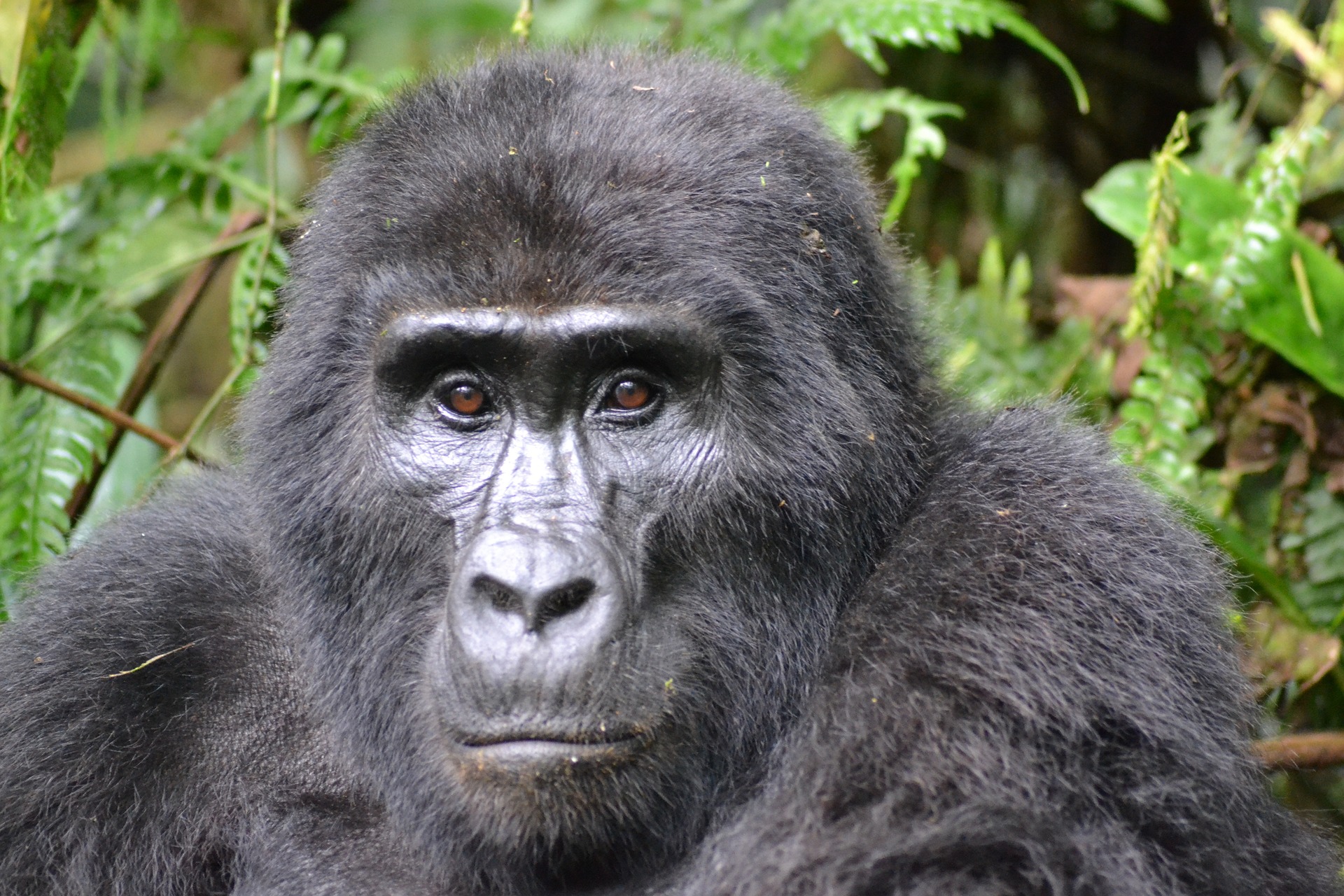 Uganda Rwanda Safaris