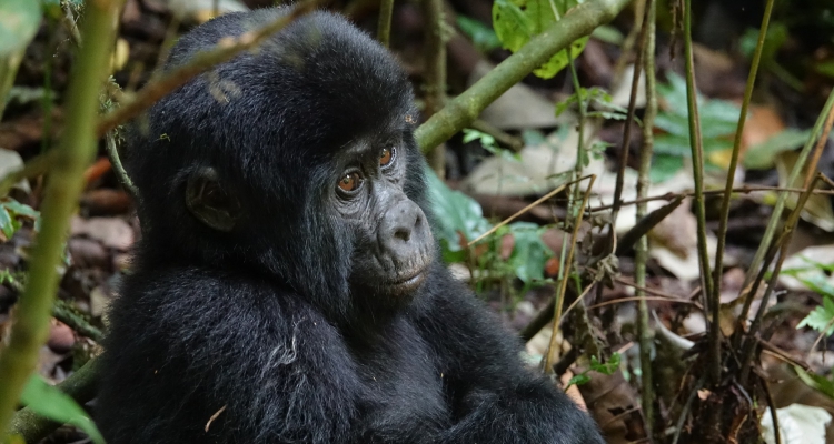5 days Rwanda Uganda Gorilla Trekking Safari