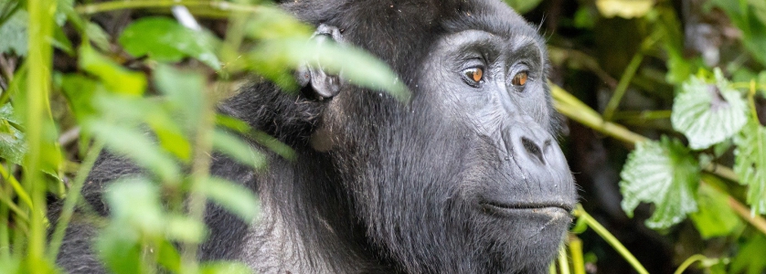 Gorilla groups in Rwanda - Gorilla safaris Rwanda