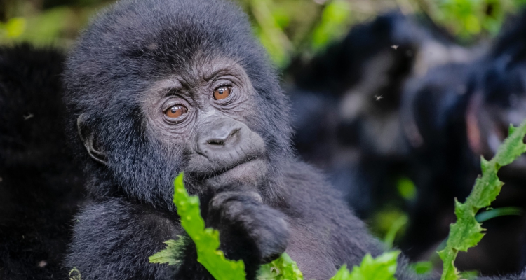 8 Days Safari in Rwanda Vacation