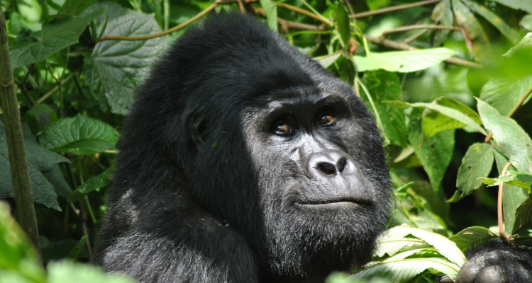 7 Days Rwanda Uganda Gorilla Safari Tour