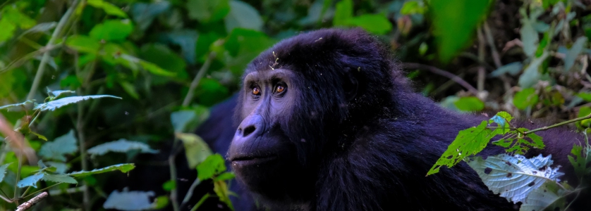 8 days Uganda safari, 8 days safari in Uganda tour