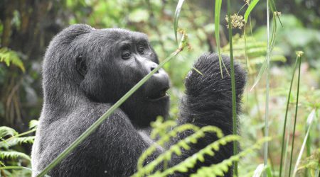 Uganda Rwanda Safaris, Uganda & Rwanda Safari Packages