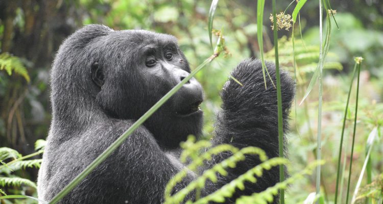 Uganda Rwanda Safaris, Uganda & Rwanda Safari Packages
