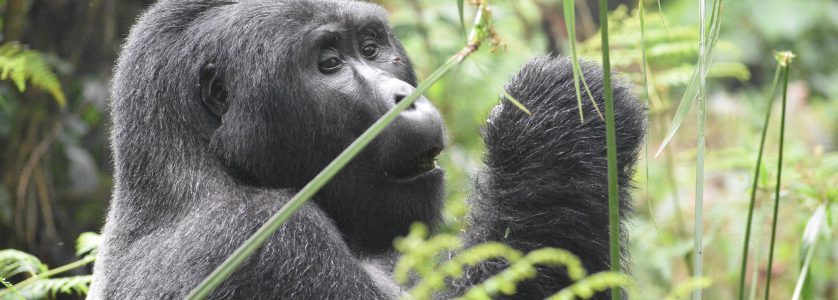 Uganda Rwanda Safaris, Uganda & Rwanda Safari Packages