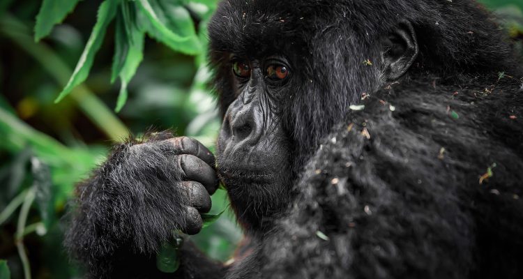 Gorilla Trekking Rwanda Safaris & Gorilla Tours Rwanda