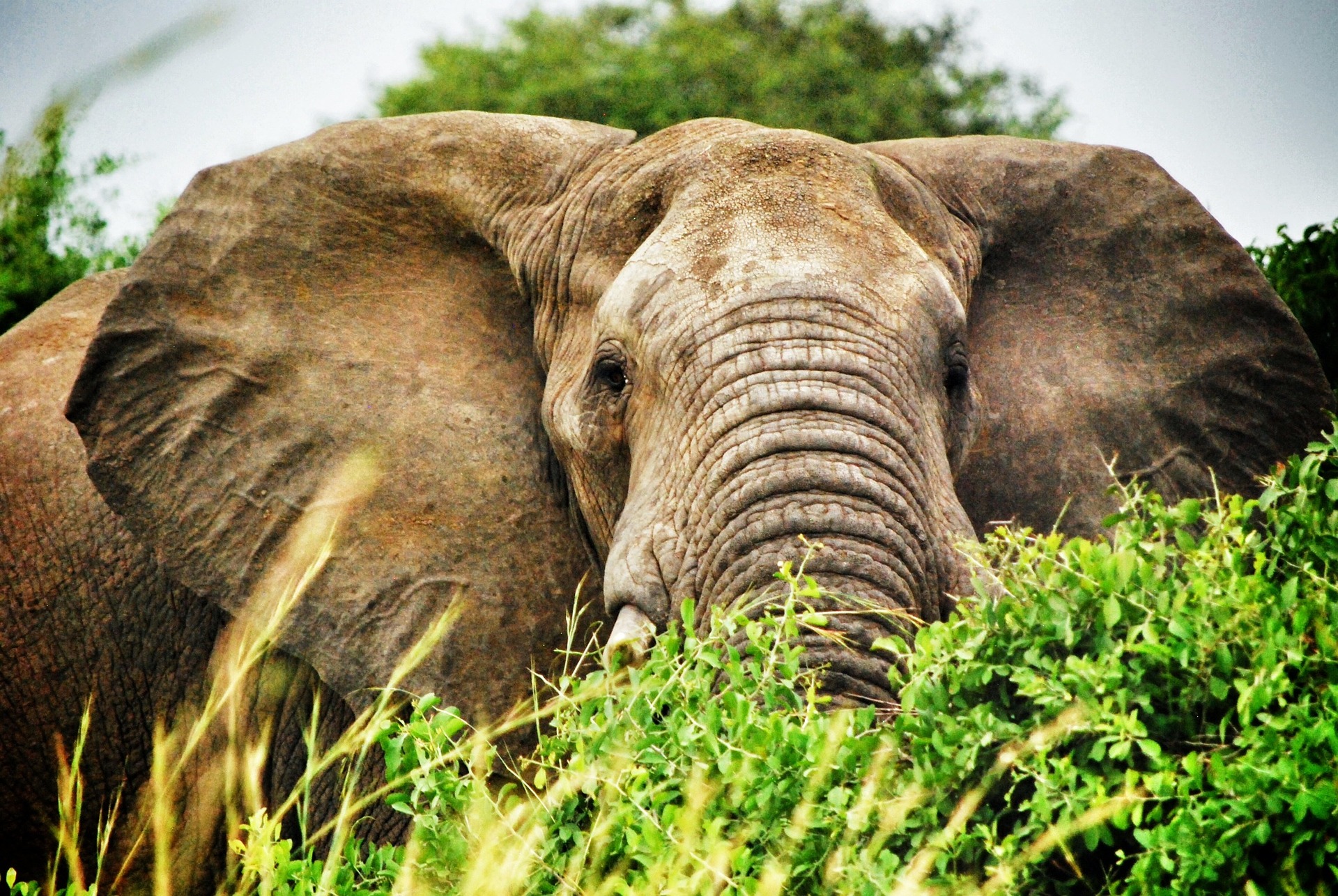 Kidepo Valley National park 