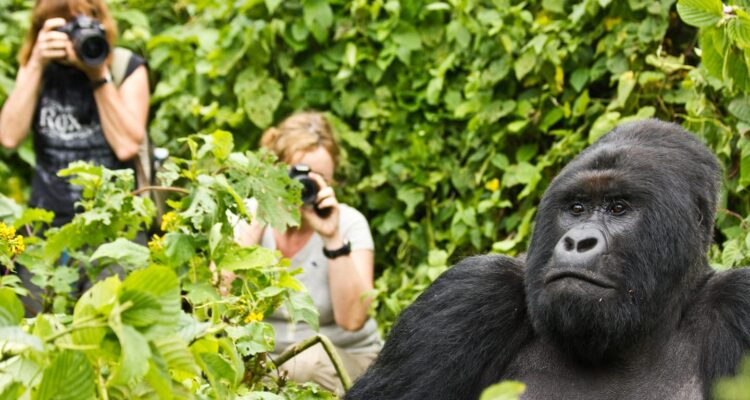 Gorilla Trekking Uganda