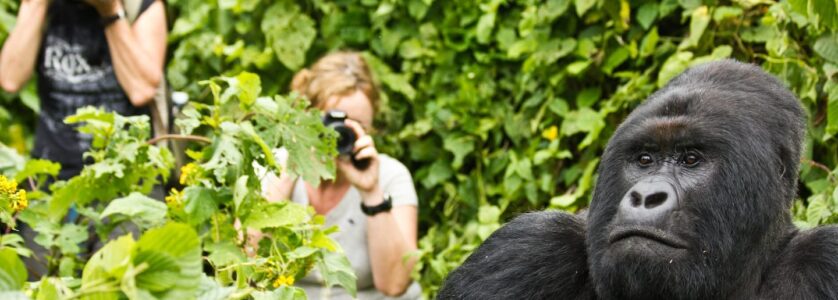 Gorilla Trekking Uganda