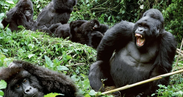Gorilla Trekking Uganda