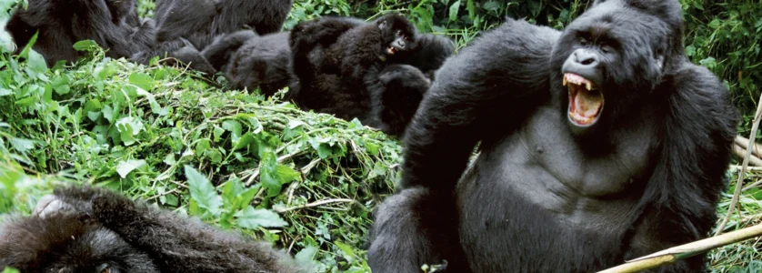Gorilla Trekking Uganda