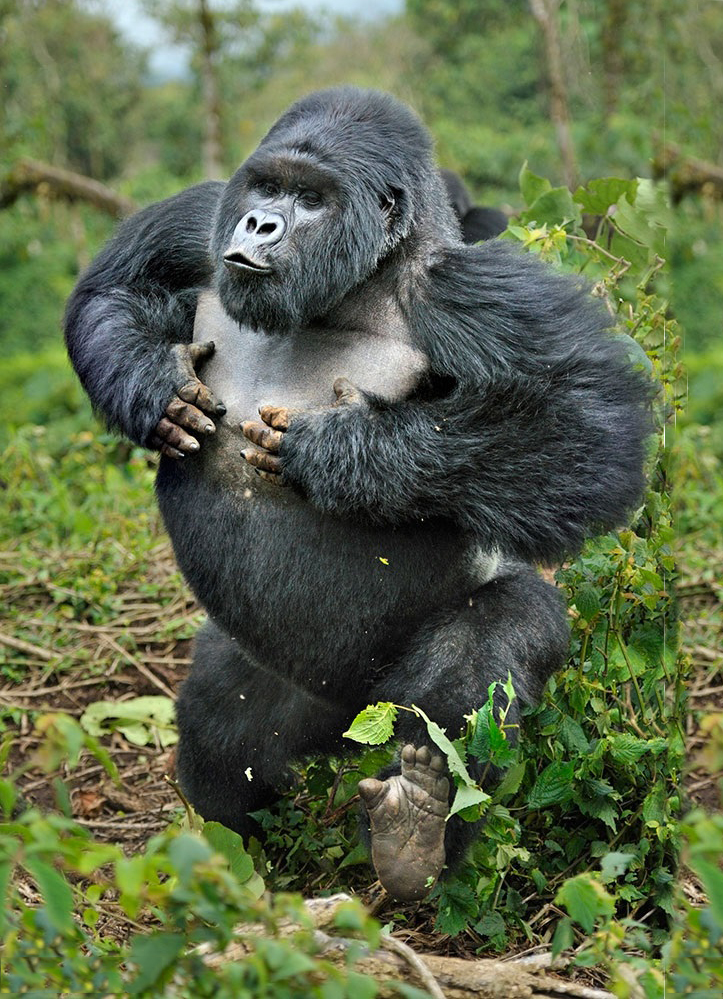 Mountain Gorilla