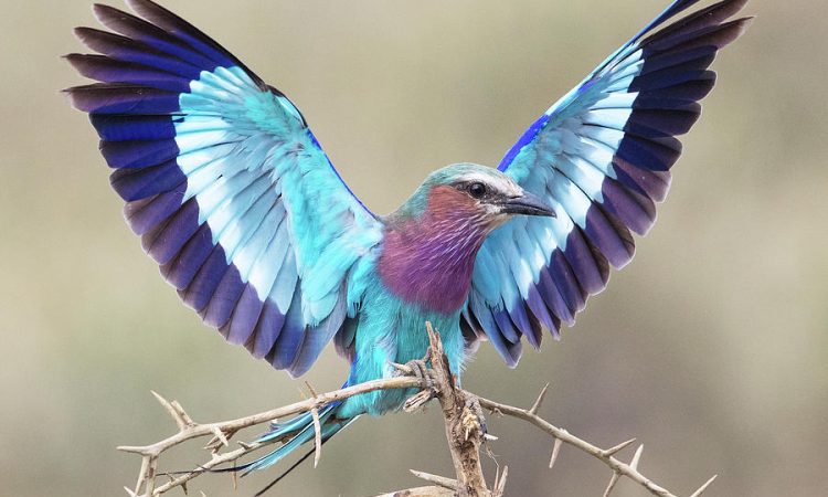 Akagera National Park