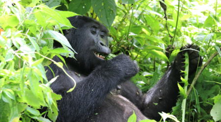 Gorilla Trekking Uganda – First-Time Travel Guide