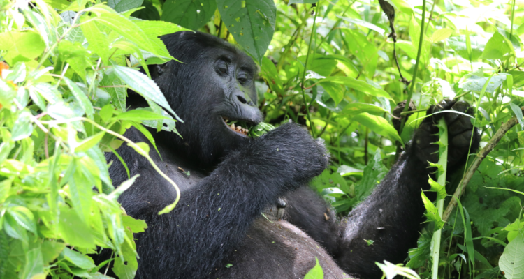 Gorilla Trekking Uganda – First-Time Travel Guide