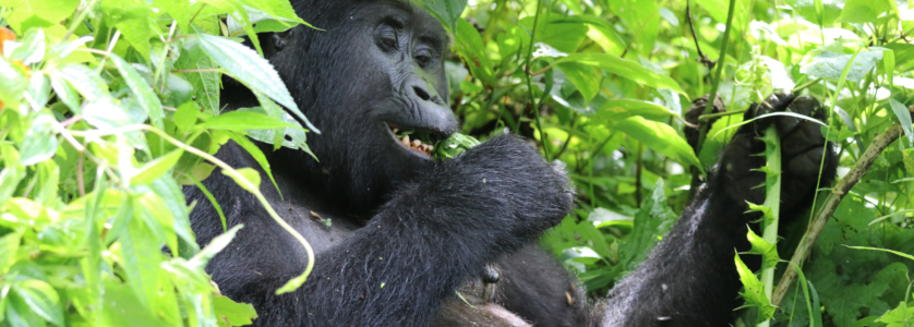 Gorilla Trekking Uganda – First-Time Travel Guide