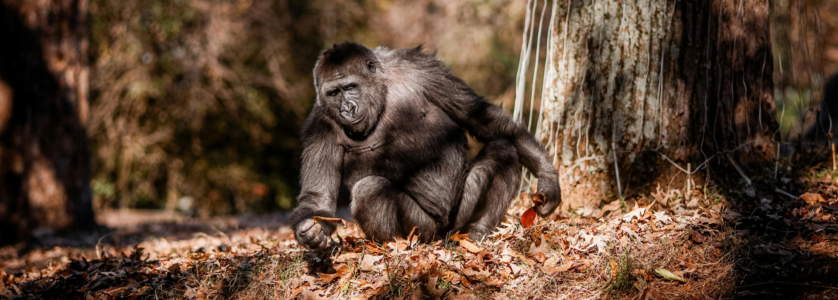 Luxury Rwanda Gorilla Trekking Tours & Packages