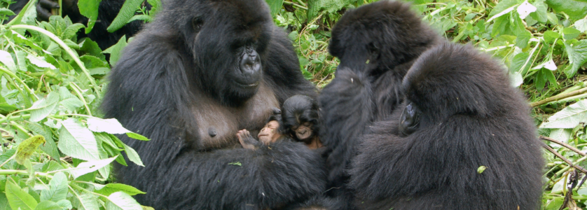Booking Rwanda gorilla tours permit online step by step
