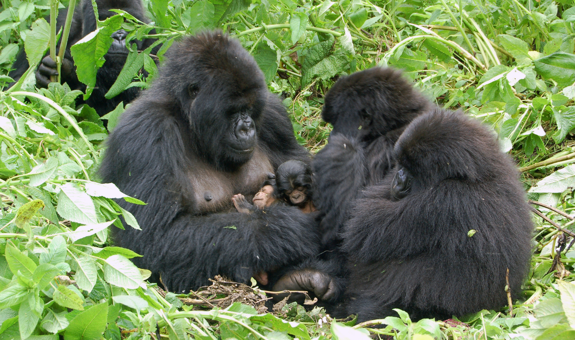 Facts About Mountain Gorillas