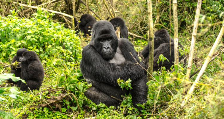 Rwanda gorilla trekking tours in Volcanoes National Park