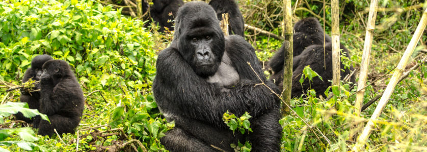 Rwanda gorilla trekking tours in Volcanoes National Park