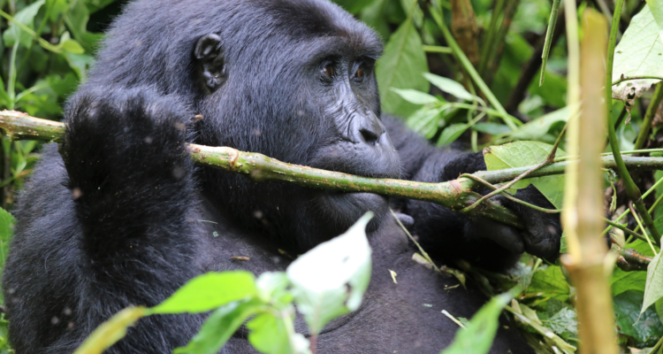 Uganda gorilla safari trekking experience in Bwindi Impenetrable National Park
