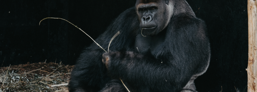 Bwindi Uganda gorilla safaris trekking experience