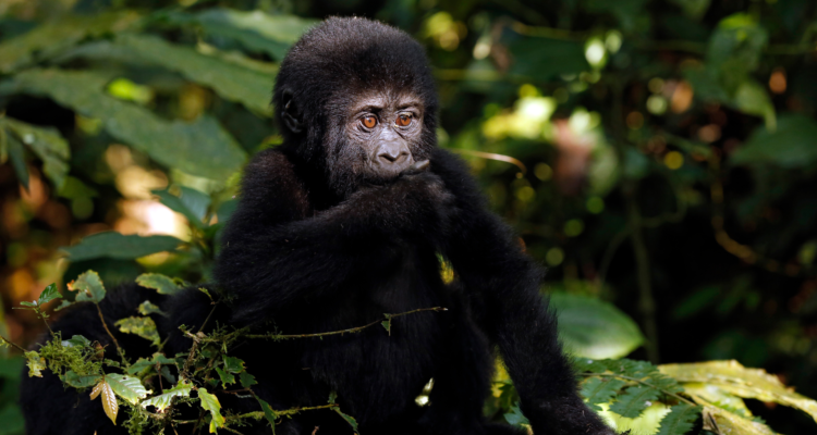 Uganda Gorilla Safaris – Gorilla Habituation Experience Guide