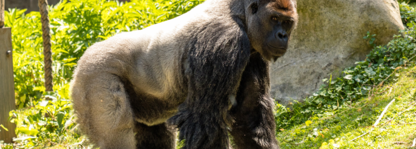 Luxury Uganda gorilla trekking lodge in Bwindi