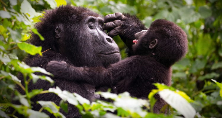 Gorilla safaris in Uganda Africa trekking experience