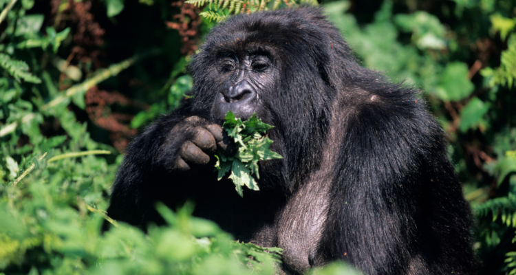 Gorilla trekking experience in Volcanoes National Park Rwanda