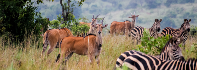 Safari in Rwanda gorilla trekking experience