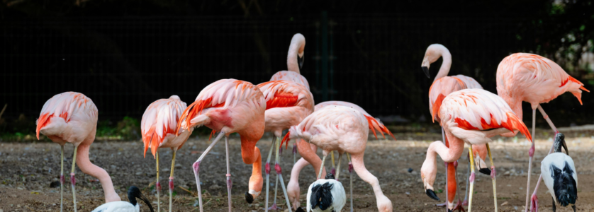 Uganda Safari Packages for Birdwatching Tours